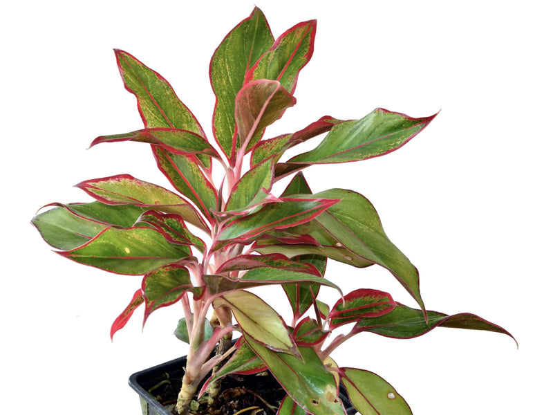aglaonema thai siam Aglaonema Siam Red — Ecuagenera Orquídeas del Ecuador
