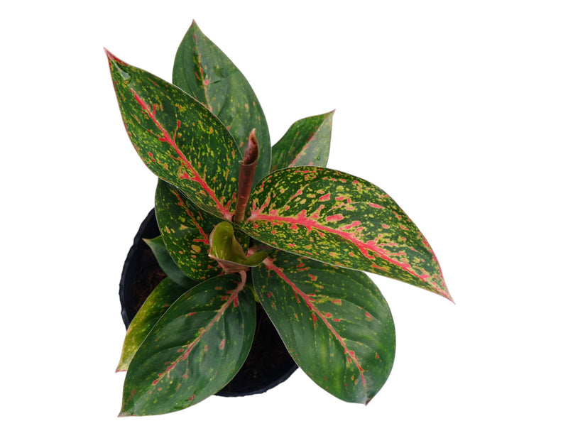 aglaonema คือ Aglaonema Yanhuo