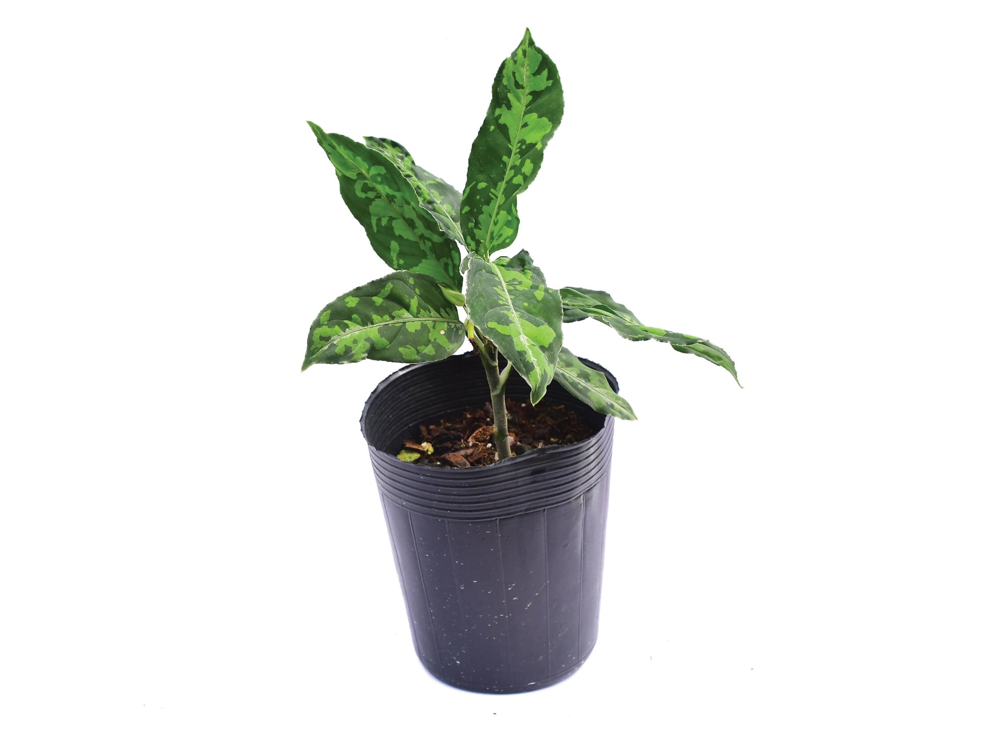 Aglaonema pictum tricolor — Ecuagenera Orquídeas del Ecuador