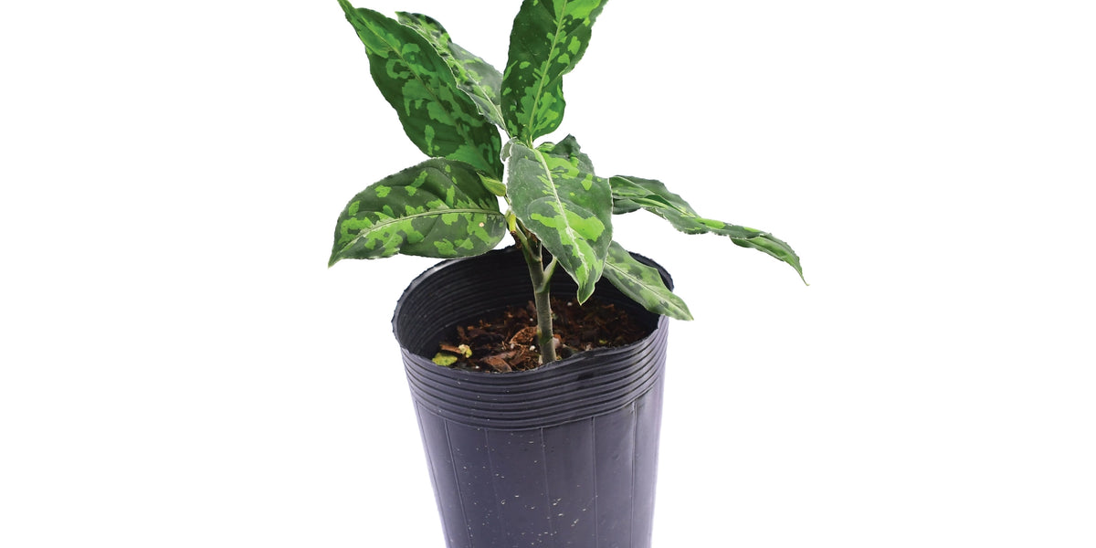【Weed】Aglaonema pictum Aglaonema pictum tricolor — Ecuagenera Orquídeas del Ecuador