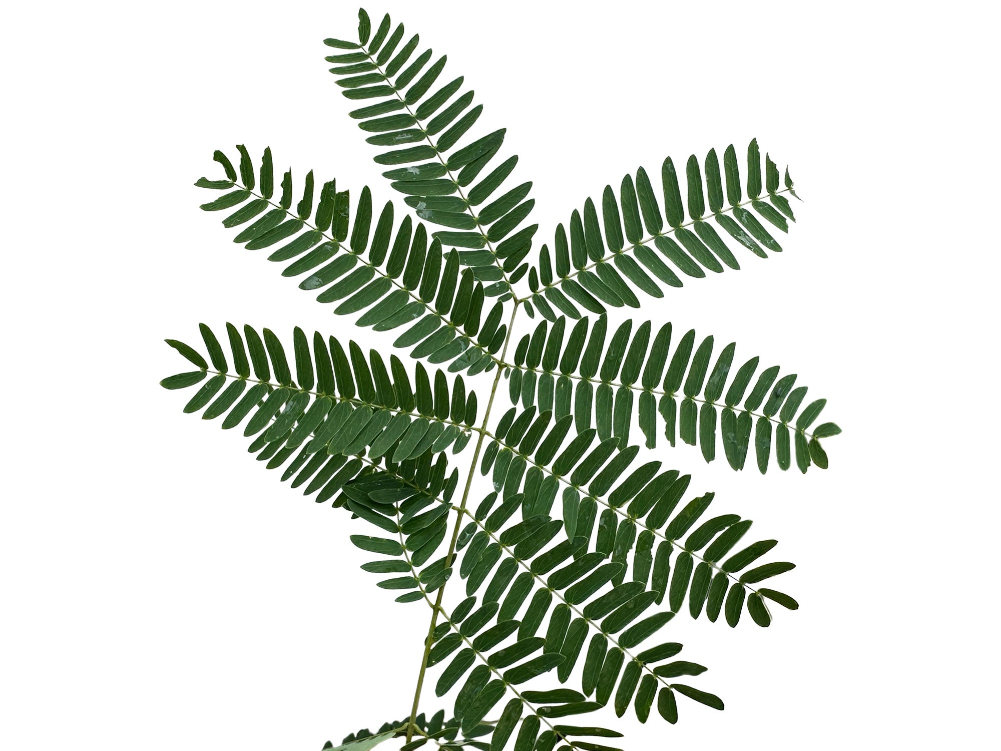 Albizia multiflora