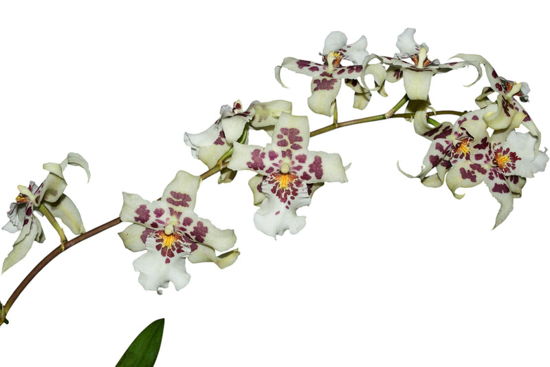 Aliceara Tahoma Glacier