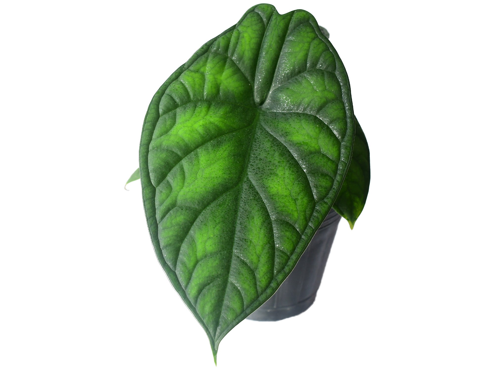 Alocasia Aegis