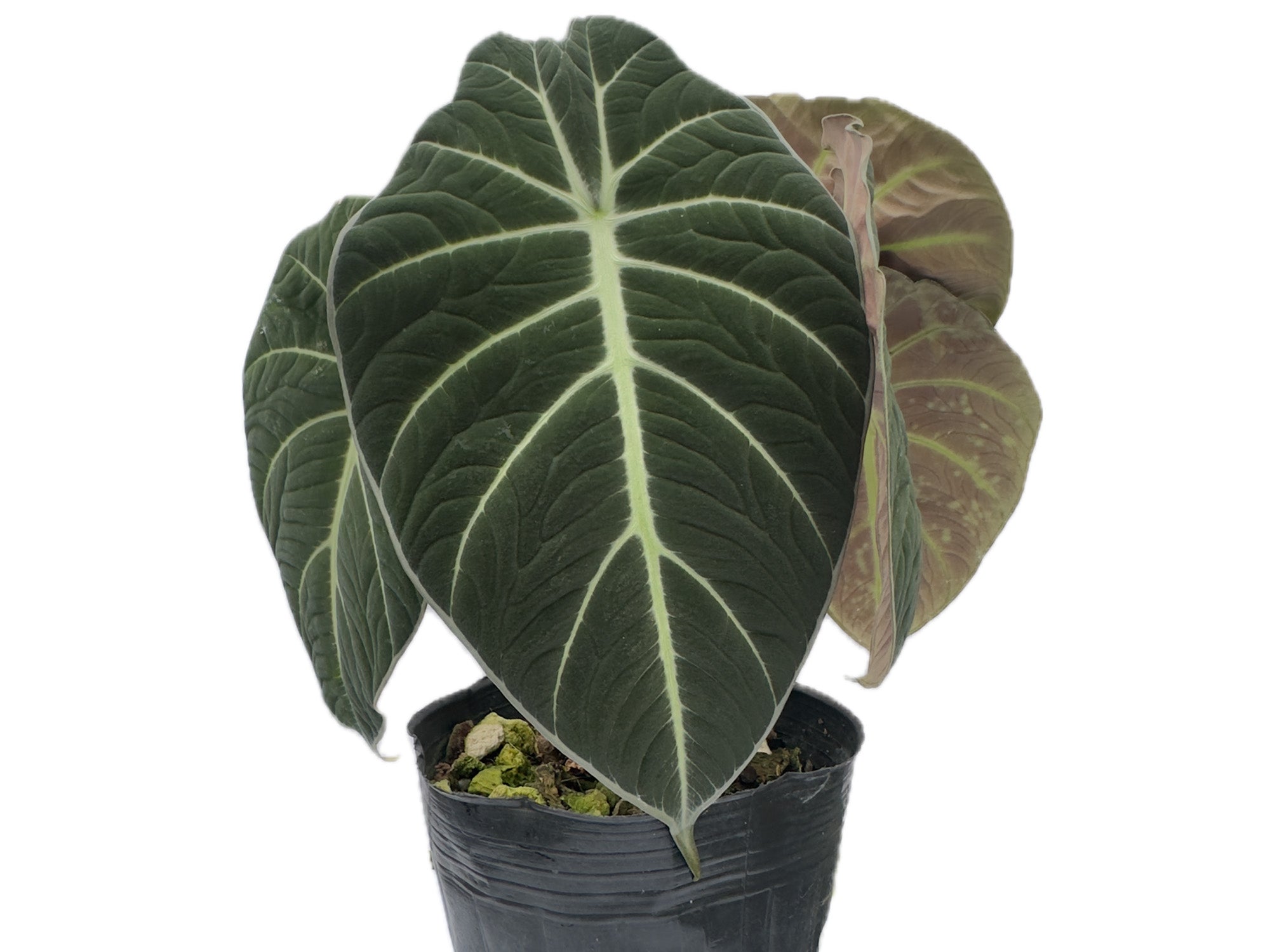 Alocasia Black Velvet — Ecuagenera Orquídeas del Ecuador