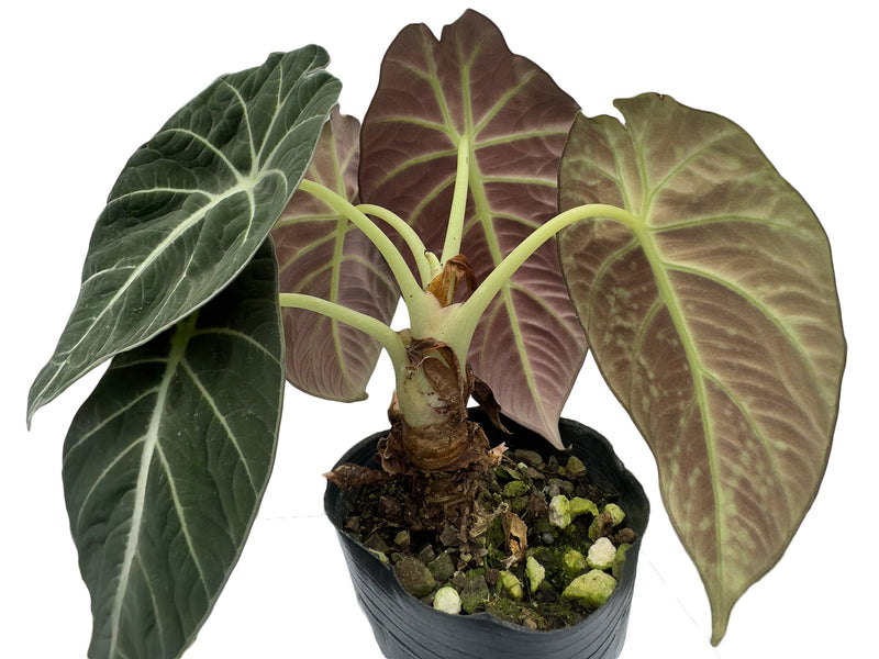 alocasia black velvet flower seeds Alocasia Black Velvet — Ecuagenera Orquídeas del Ecuador