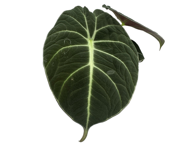 black velvet philodendron Alocasia Black Velvet — Ecuagenera Orquídeas del Ecuador