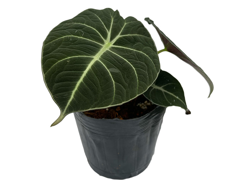 black velvet indoor plant Alocasia Black Velvet — Ecuagenera Orquídeas del Ecuador