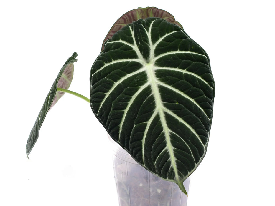 Alocasia Ninja