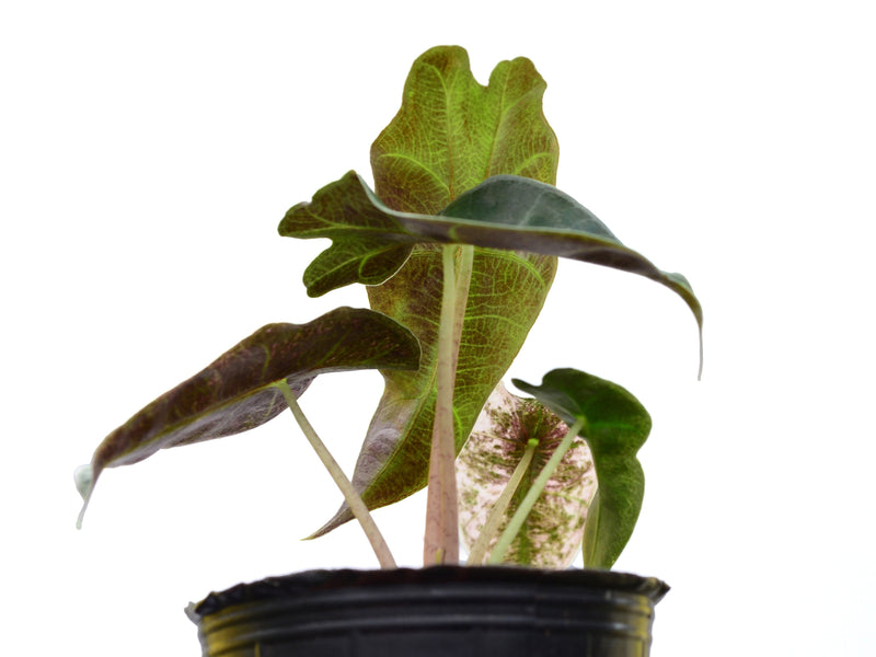 Alocasia Polly Pink variegated