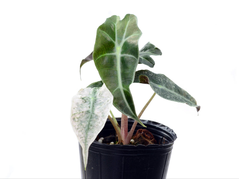 Alocasia Polly Pink variegated