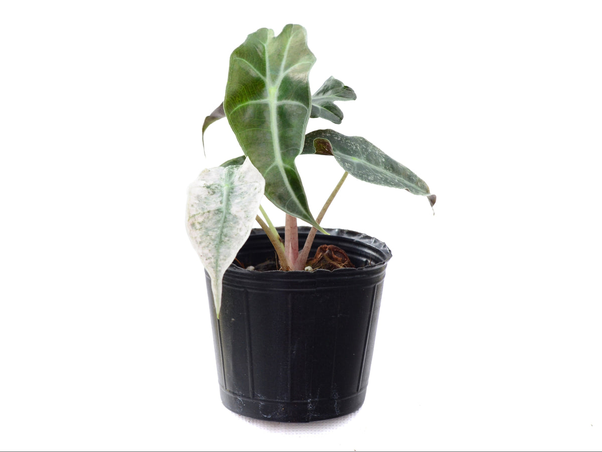 Alocasia Polly Pink variegated