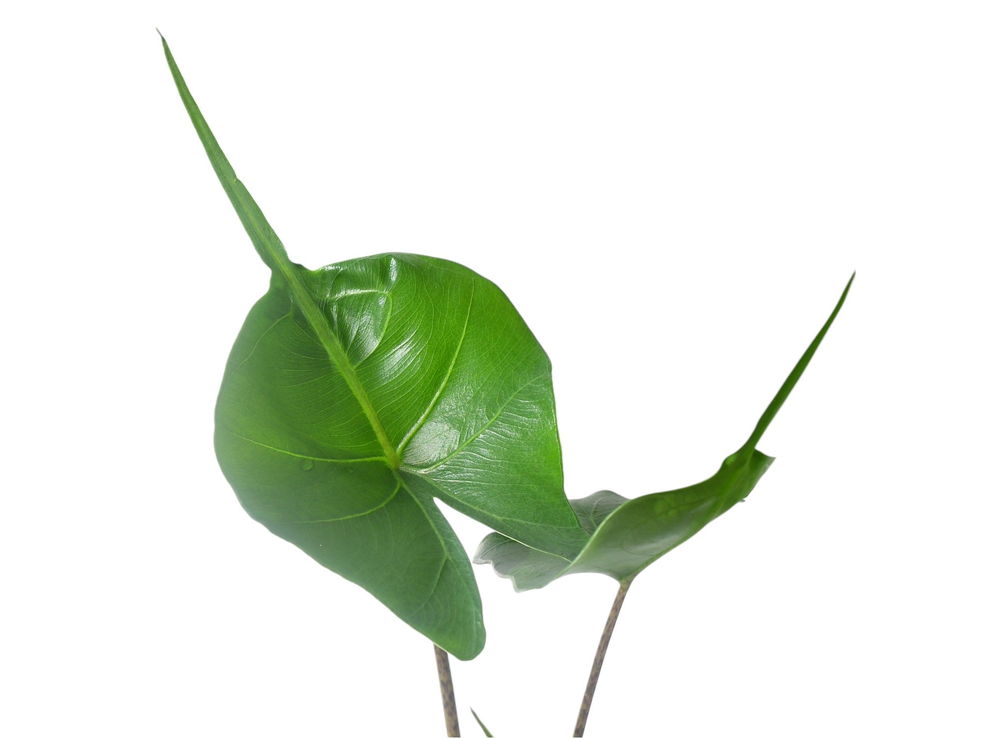 Alocasia Stingray