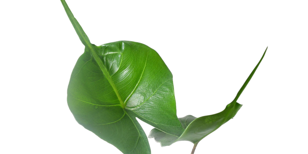 Alocasia Stingray — Ecuagenera Orquídeas del Ecuador