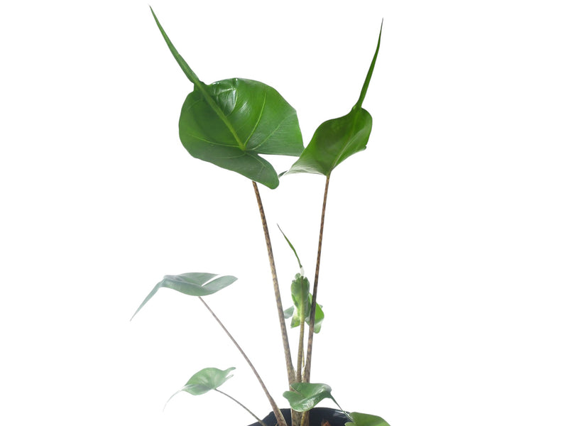 Alocasia Stingray