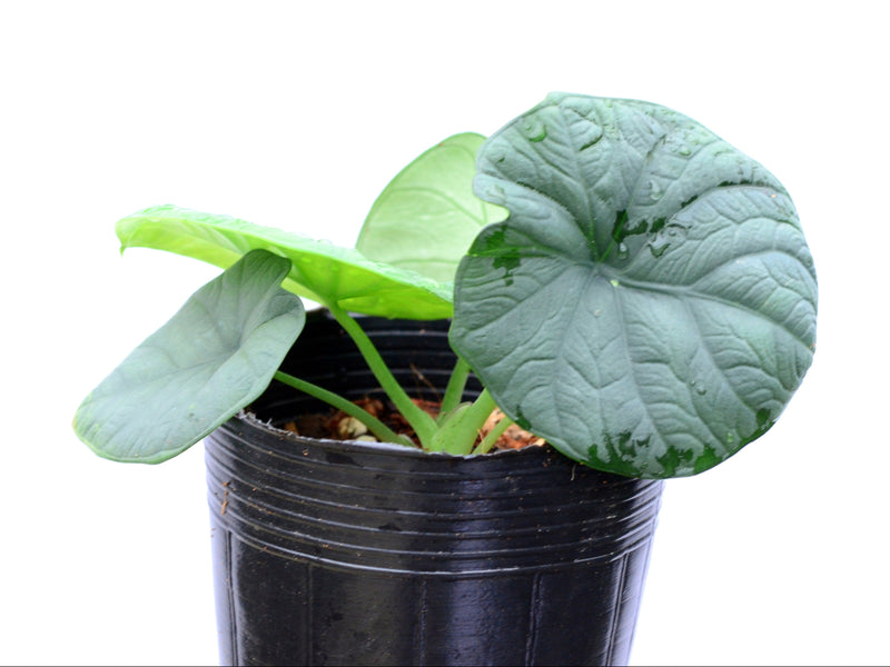 Alocasia chaii