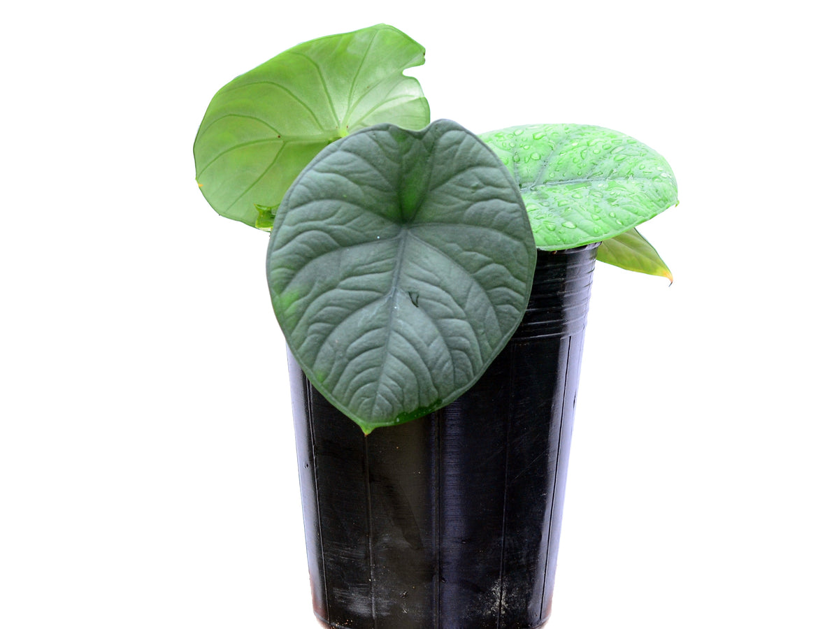 Alocasia chaii