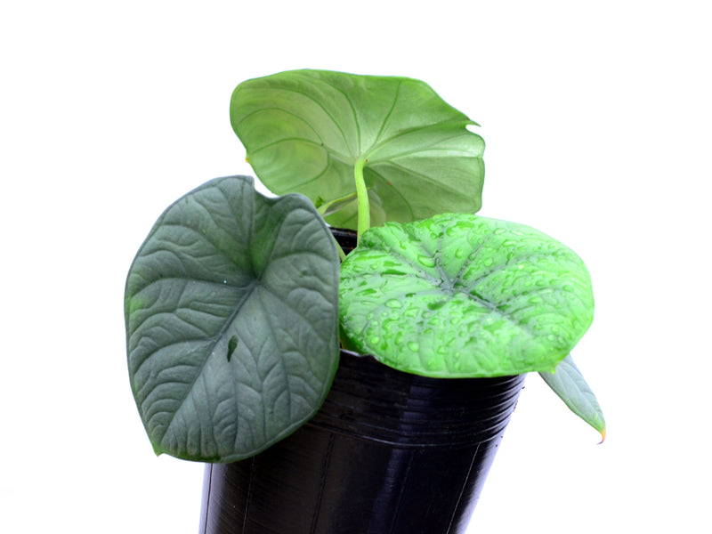 Alocasia chaii