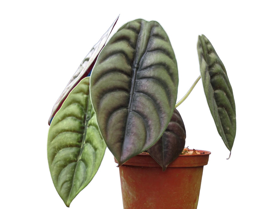 Alocasia cuprea