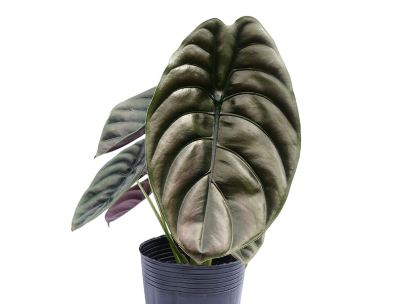 Alocasia cuprea 'Red Secret'