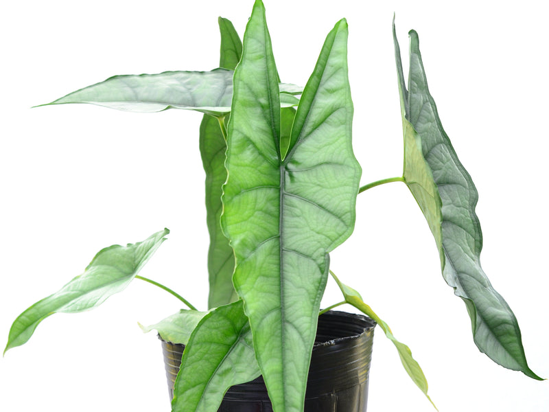 Alocasia heterophylla 'Dragon's Breath'