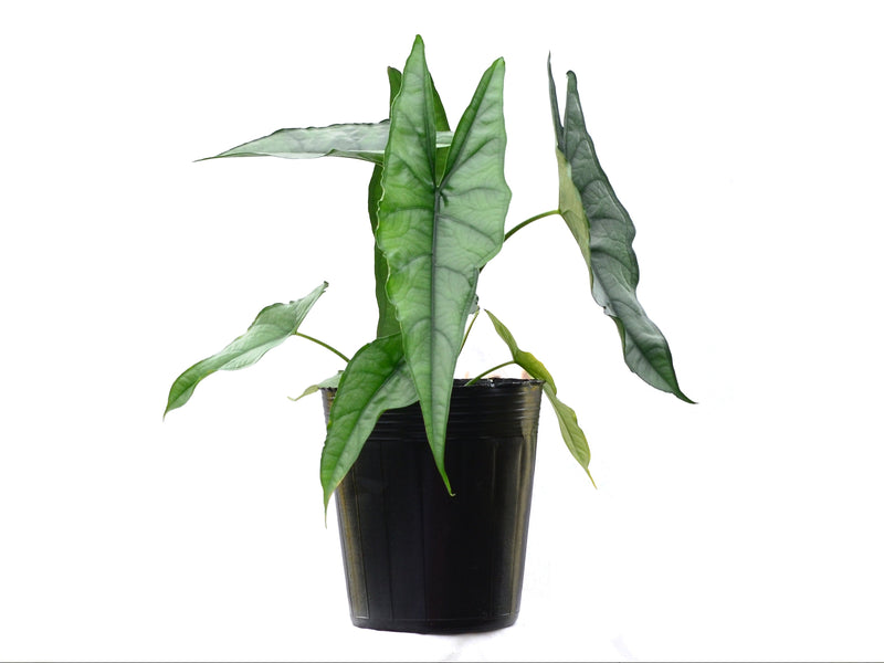 Alocasia heterophylla 'Dragon's Breath'