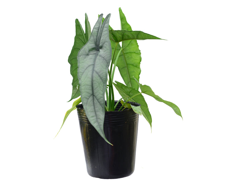 Alocasia heterophylla 'Dragon's Breath'