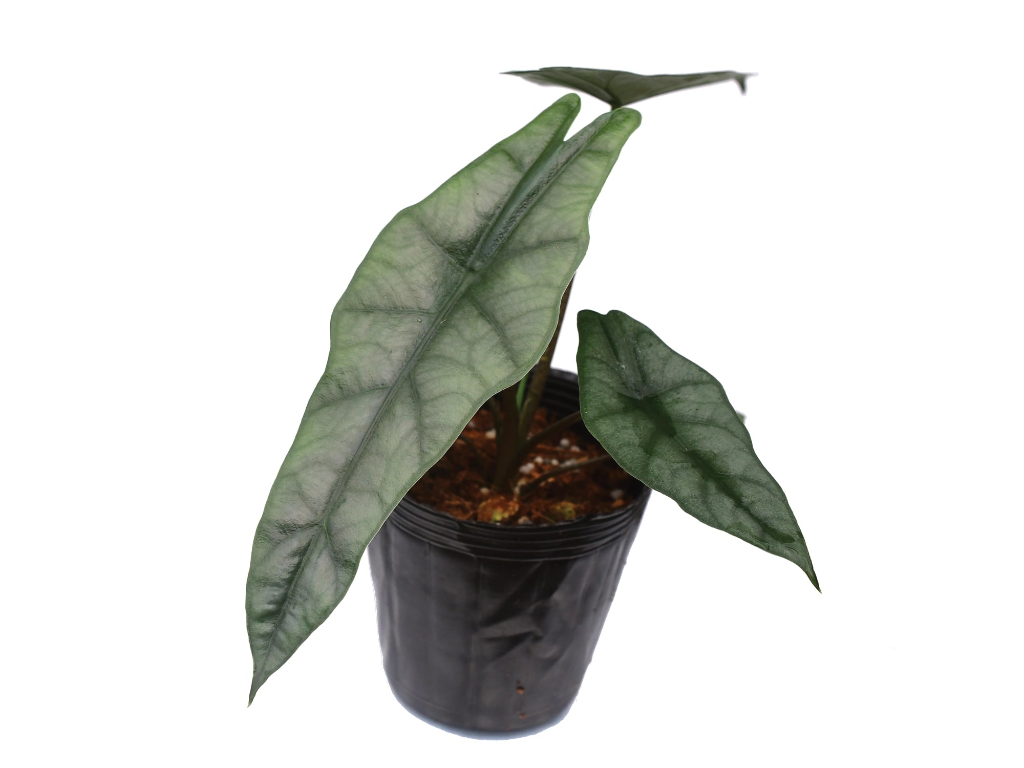 Alocasia heterophylla 'Metallic Blue' – Rare Iridescent Aroid