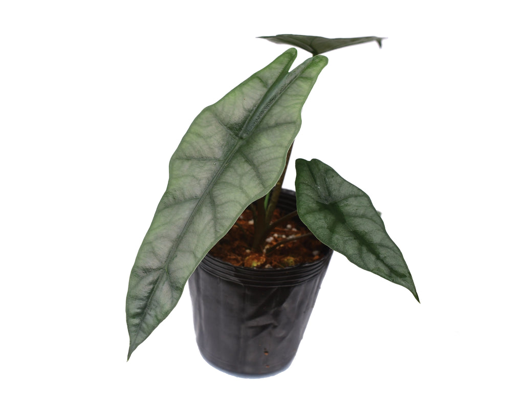 Alocasia heterophylla 'Metallic Blue' – Rare Iridescent Aroid