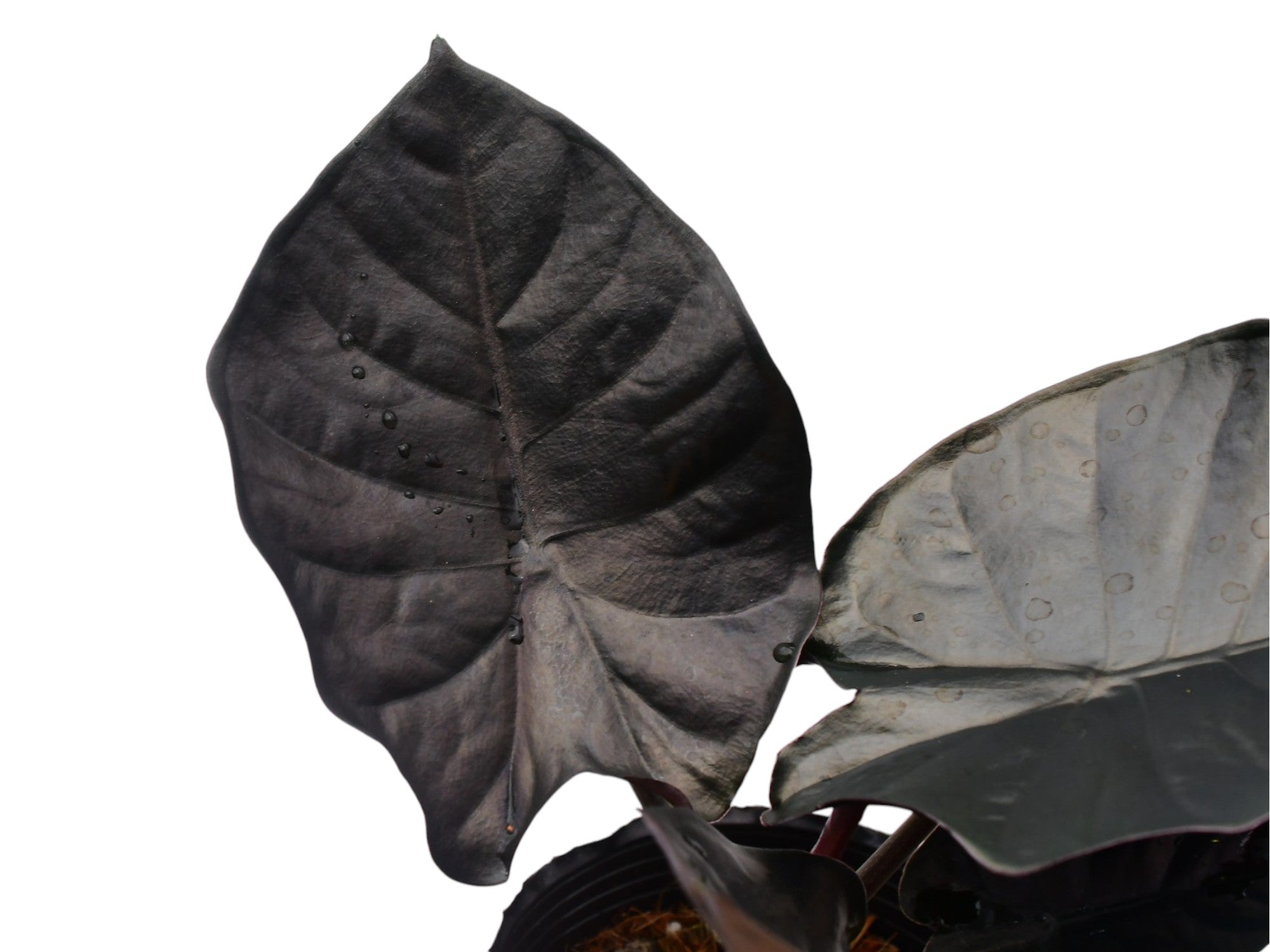 Alocasia infernalis 'Black Magic' — Ecuagenera Orquídeas del Ecuador
