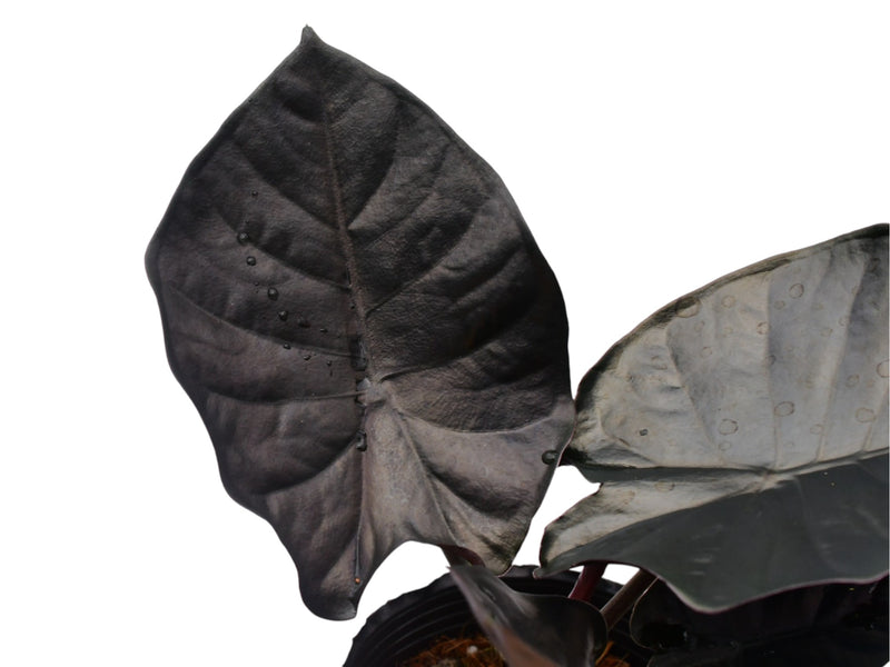 Alocasia infernalis 'Black Magic'
