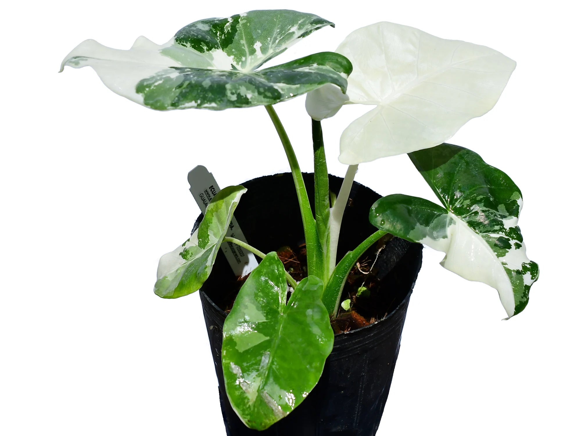 Alocasia macrorrhizos variegata