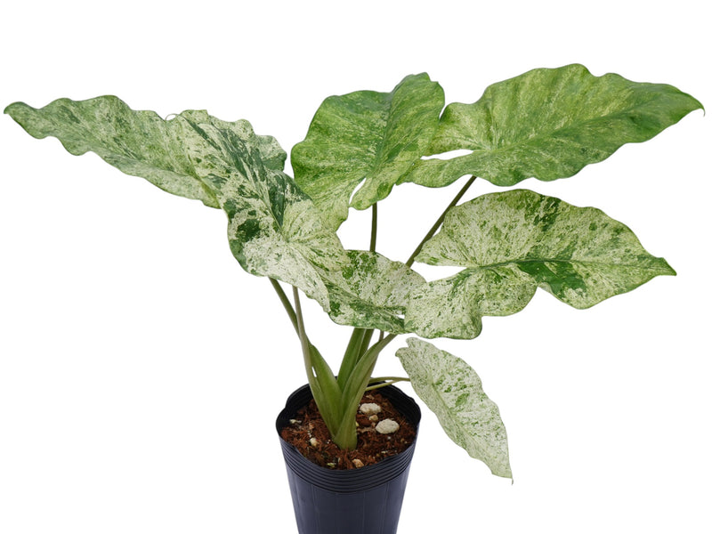 Alocasia macrorrhizos camouflage variegata