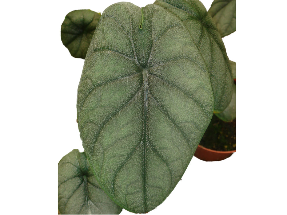 Alocasia melo