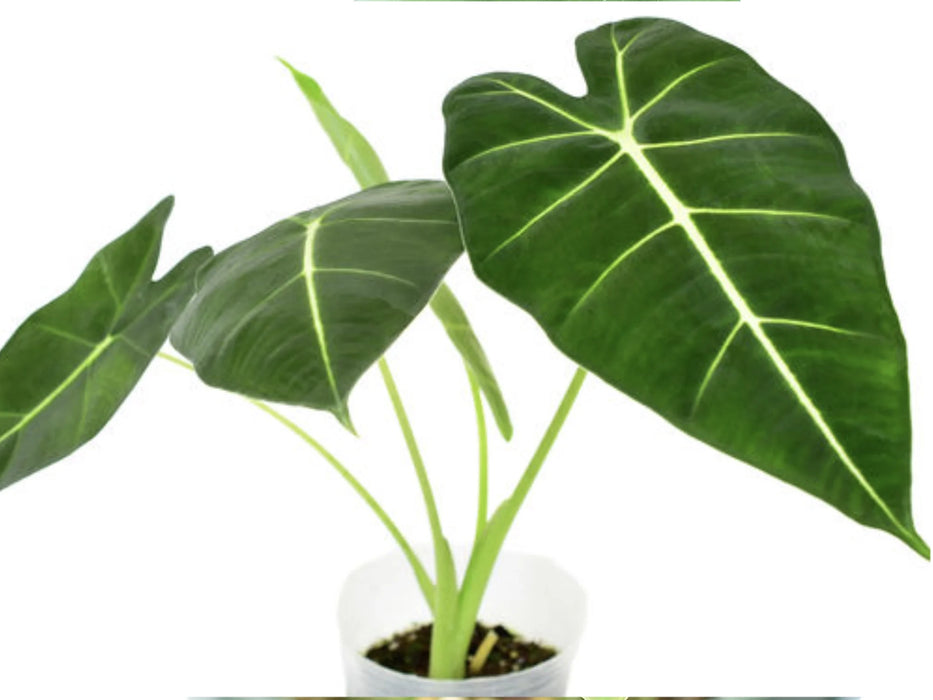 Alocasia micholitziana