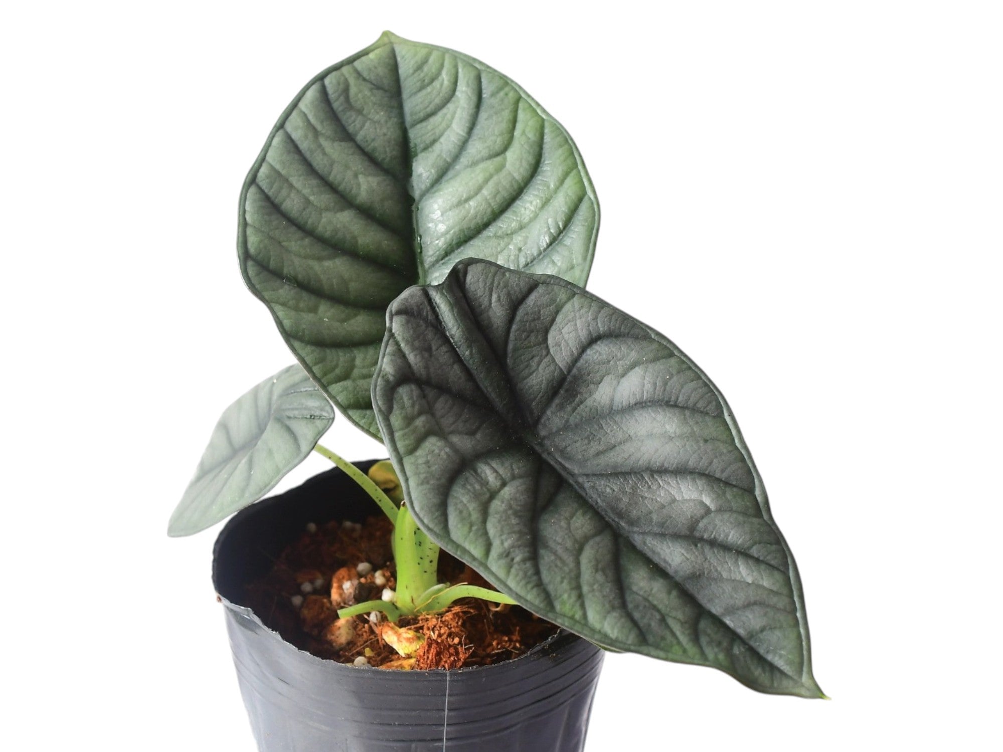 Alocasia nebula 'imperialis'