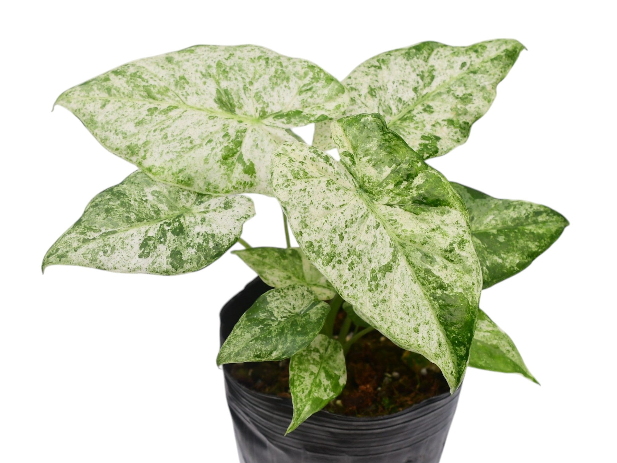 Alocasia odora variegada 'Batik' — Ecuagenera Orquídeas del Ecuador