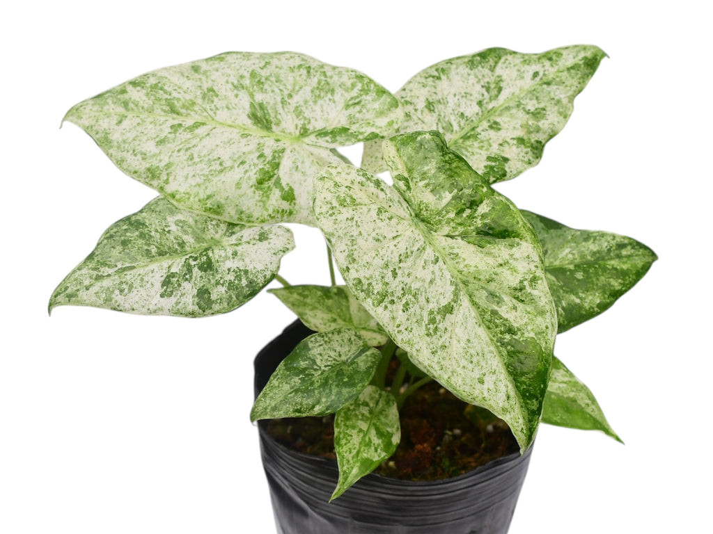Alocasia odora variegada 'Batik' — Ecuagenera Orquídeas del Ecuador