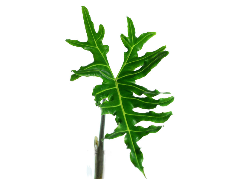 Alocasia portei