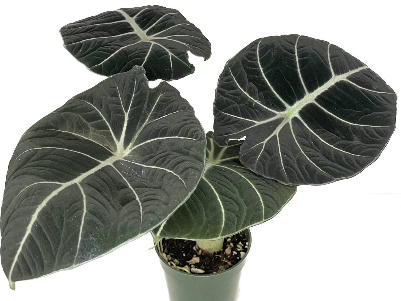 Alocasia