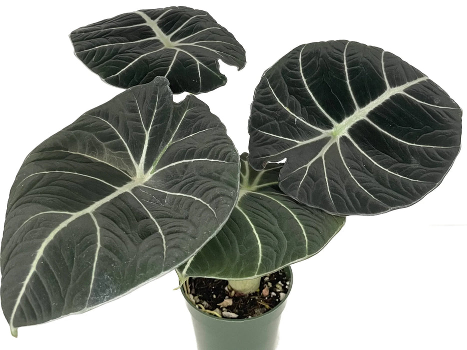 Alocasia reginula Black Velvet