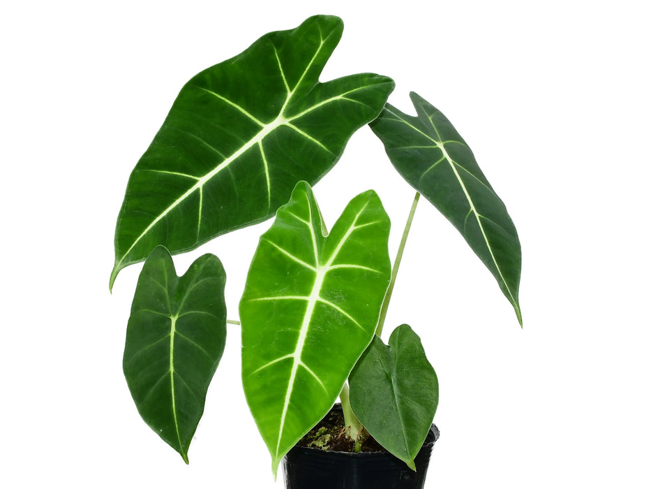 Alocasia sanderiana verde