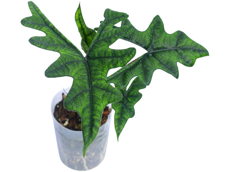 Alocasia tandurusa