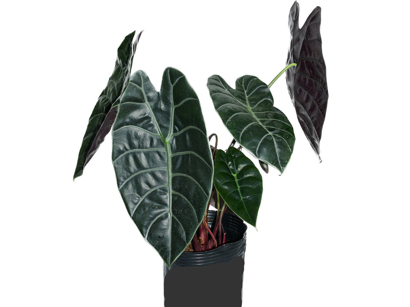 Alocasia watsoniana