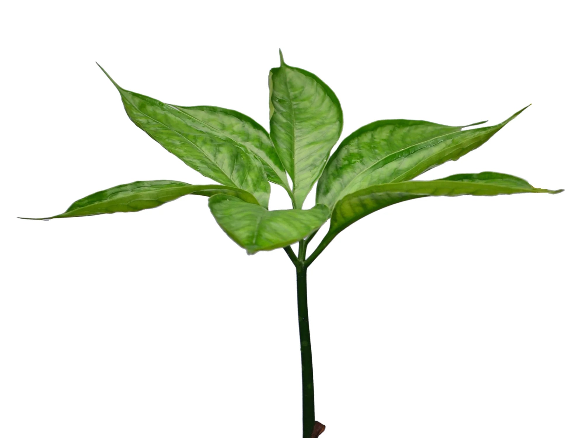 Amorphophallus titanum