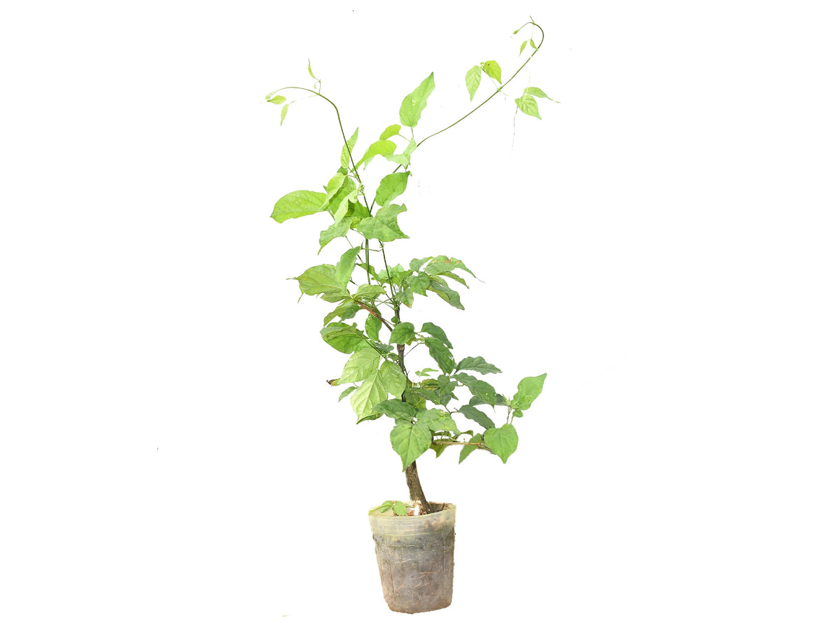 Amphilophium crucigerum