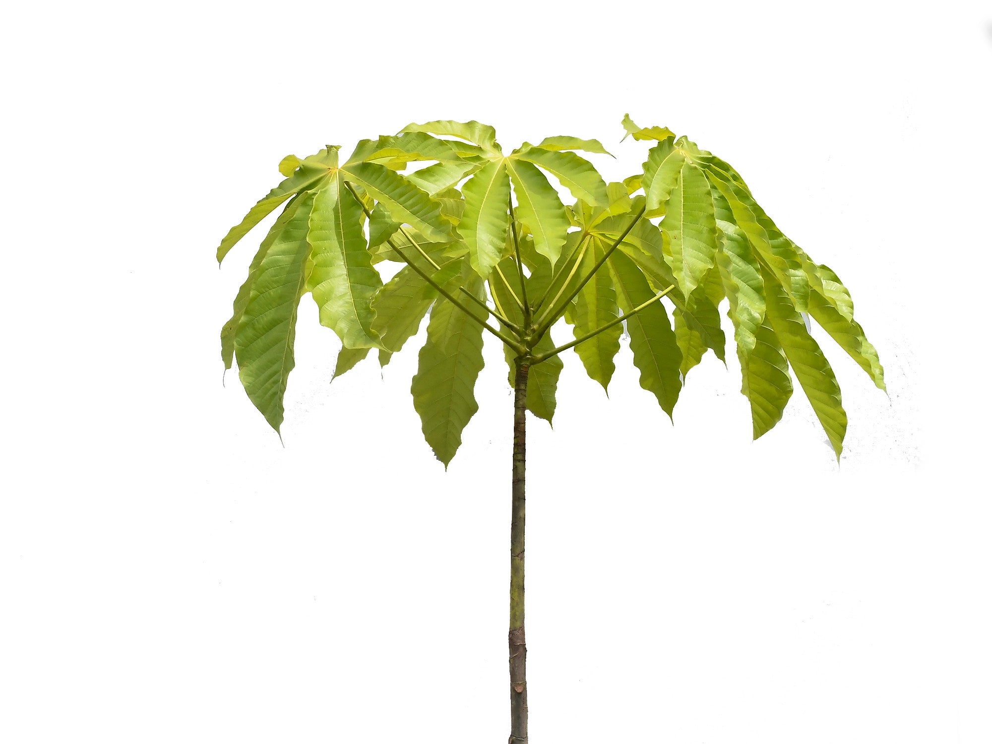 Anacardium excelsum