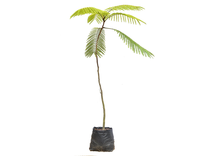 Anadenanthera colubrina