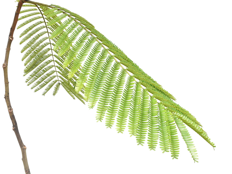 Anadenanthera colubrina