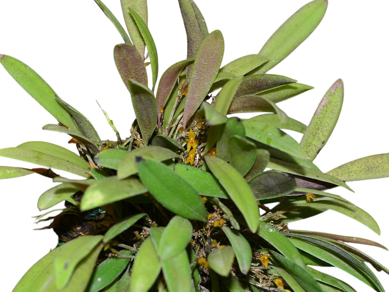 Anathallis pachyphyta