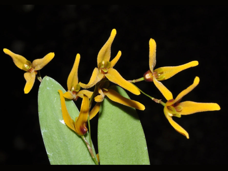 Anathallis acuminata